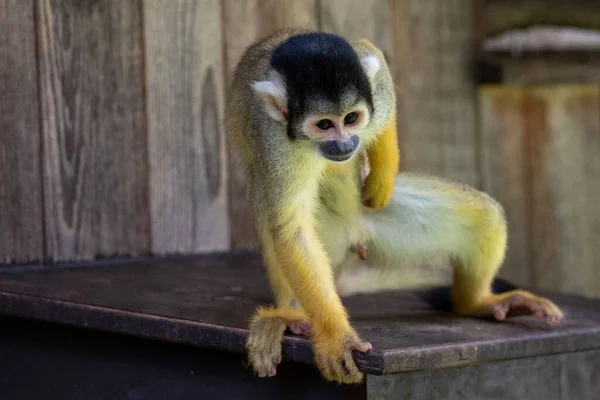 Closeup Shot Yellow Squirrel Monkey Outdoors Day — Stock Photo, Image