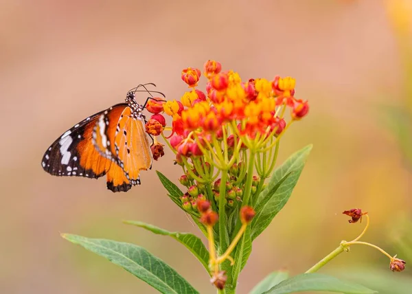 Una Mariposa Tigre Lisa Maleza Campo —  Fotos de Stock