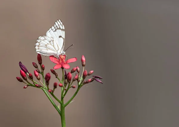 Una Simpatica Farfalla Belenois Aurota Fiore Peregrina Giardino — Foto Stock