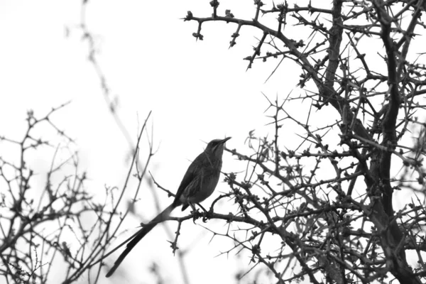 Ein Blick Auf Einen Niedlichen Vogel Der Einem Baum Thront — Stockfoto