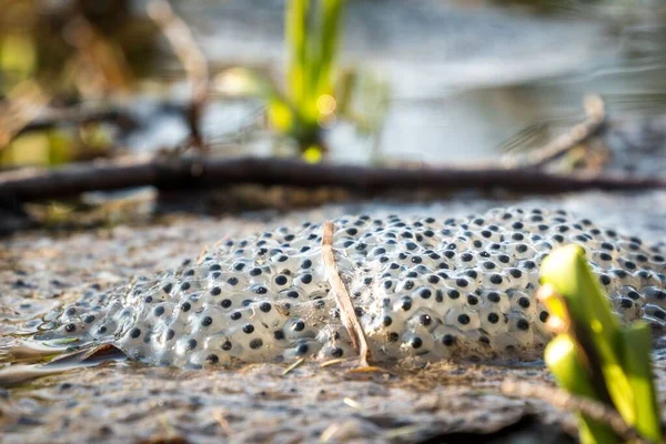 Closeup Shot Clutch Common Toad Eggs Swamp — Stock Photo, Image