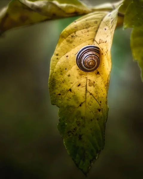 Sonbahar Sarı Yaprağında Küçük Sevimli Bir Salyangozun Yakın Çekimi — Stok fotoğraf