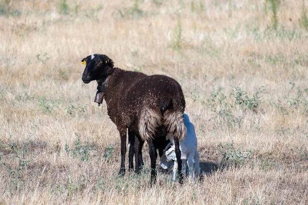 Par Cordeiros Sugando Leite Dos Úberes Sua Mãe Pasto — Fotografia de Stock