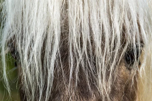 前景に白い馬とカメラを見て茶色の馬のクローズアップ — ストック写真