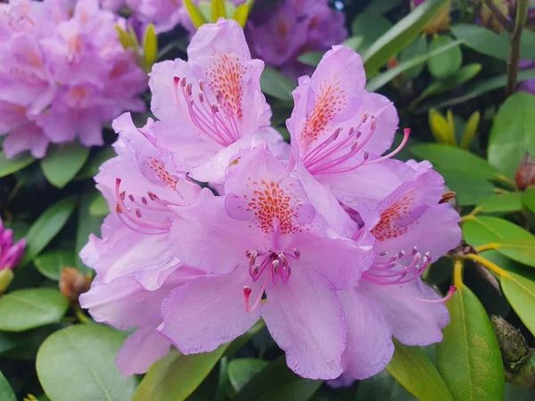 Eine Nahaufnahme Lila Zarter Rhododendron Blüten — Stockfoto