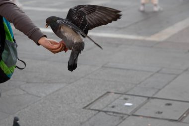 Bir adamın eline tüneyen bir güvercin. Avucunda kuş tohumları var.