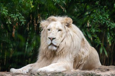 Arkasında ağaçlar olan bir kayanın üzerinde oturan güzel bir aslan.