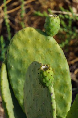 Bir incirin arka planında dikenli armudu olan yakın plan detayları