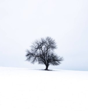 Karlı dağın tepesinde tek bir yapraksız ağaç.