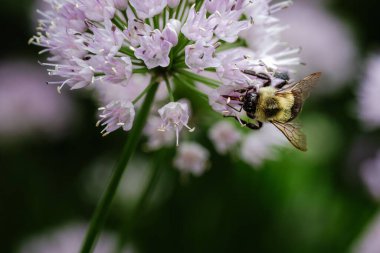 Yeşil arka planda izole edilmiş, çiçekten nektar yudumlayan arılara yakın çekim.
