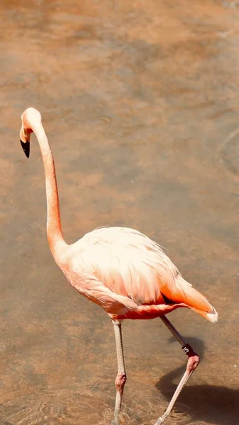 Vertikal Bild Rosa Flamingo Havet Tillbaka Till Kameran — Stockfoto