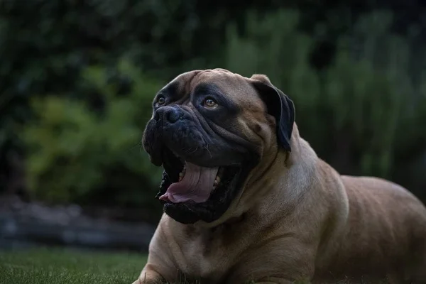 Eine Große Dogge Liegt Mit Großen Augen Und Offenem Mund — Stockfoto