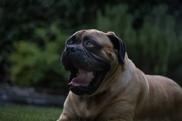 Egy Nagy Bullmastiff Fekszik Füvön Tágra Nyílt Szemmel Szája Nyitva — Stock Fotó