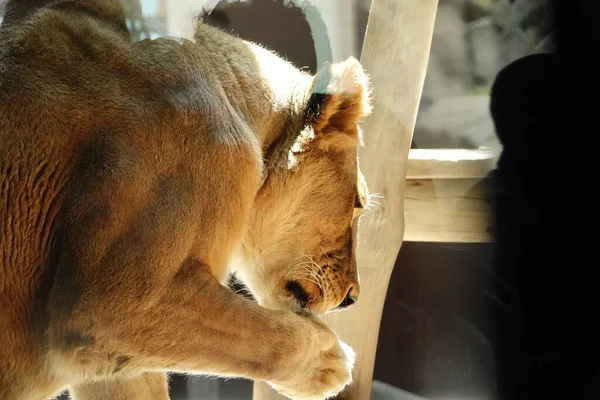 Closeup Shot Lioness Scratching Its Own Paw Zoo Granby — Stock Photo, Image