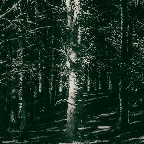 Μια Όμορφη Φωτογραφία Ενός Σκοτεινού Δάσους Από Αγκαθωτά Δέντρα — Φωτογραφία Αρχείου