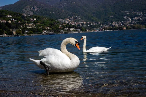 村と山の背景の浅い水に浮かぶ白い白鳥2羽 — ストック写真