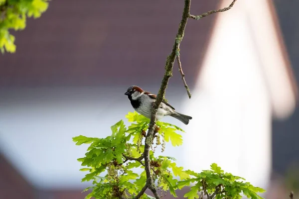 Gros Plan Bel Oiseau Moineau Sur Une Branche Arbre — Photo