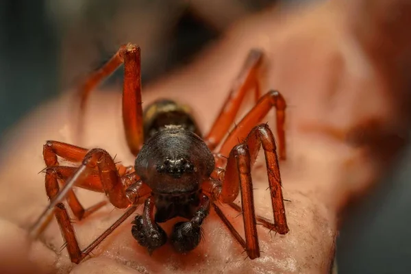 Macro Shot Neriene Spider Blurry Background — Stock Photo, Image