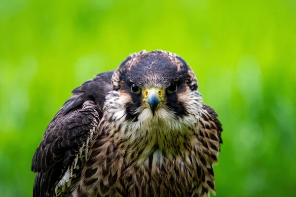 Closeup Shot Beautiful Falcon Blurred Green Background — Stock Photo, Image