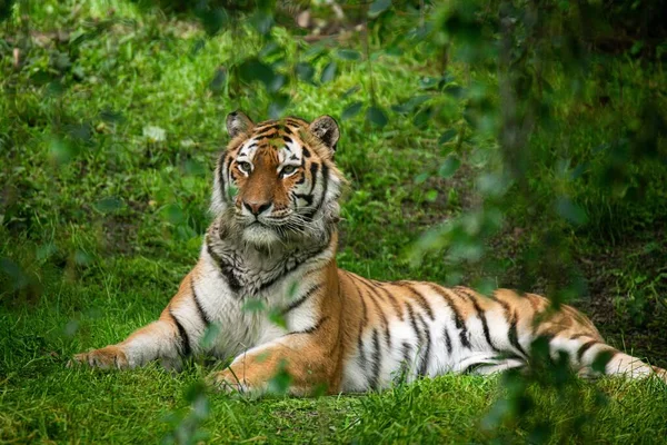 Beau Tigre Bengale Assis Sur Herbe Dans Parc — Photo