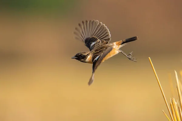 Long Exposure Common Stonechat Mid Flight Shallow Focus — Stock Photo, Image