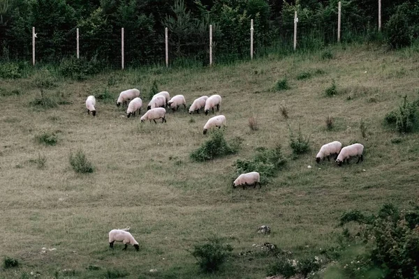 Pâturage Des Moutons Dans Les Champs — Photo