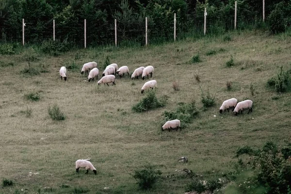 Schapen Grazen Het Veld — Stockfoto