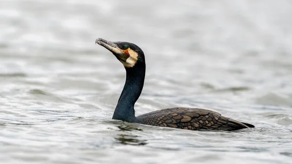 湖の上にあるインドの鵜やインドのシャグ Phalacrocorax Fuccollis — ストック写真