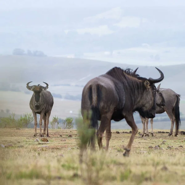 Kırsal Kesimdeki Antilopların Güzel Bir Görüntüsü — Stok fotoğraf