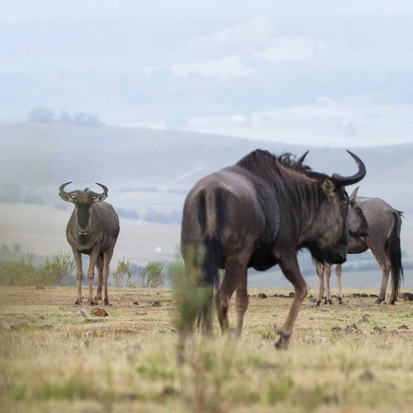 Bel Colpo Gnu Sullo Sfondo Della Campagna — Foto Stock