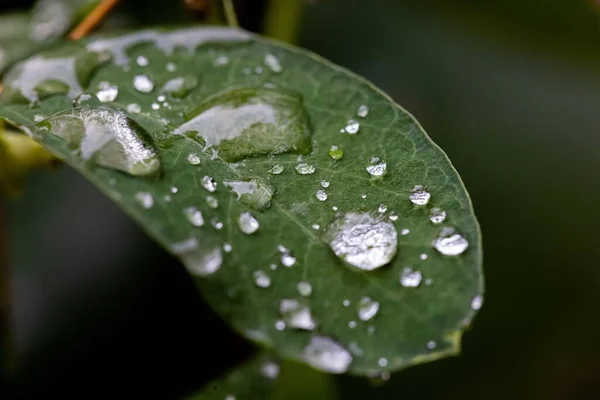 Closeup Water Drops Green Leaf — Stock Photo, Image