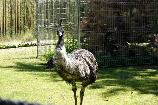 Emu Bird Standing Grass Zoo Granby Cage Background — Stock Photo, Image