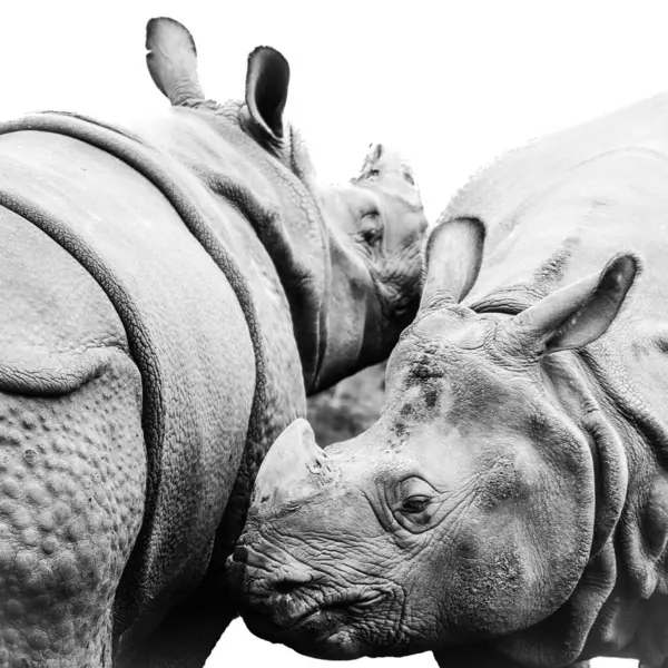 Plan Niveaux Gris Deux Rhinocéros Proches Autre — Photo