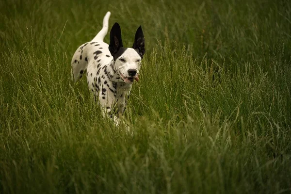 Cucciolo Dalmata Esecuzione Attraverso Erba Alta Verde Con Orecchie Dritte — Foto Stock