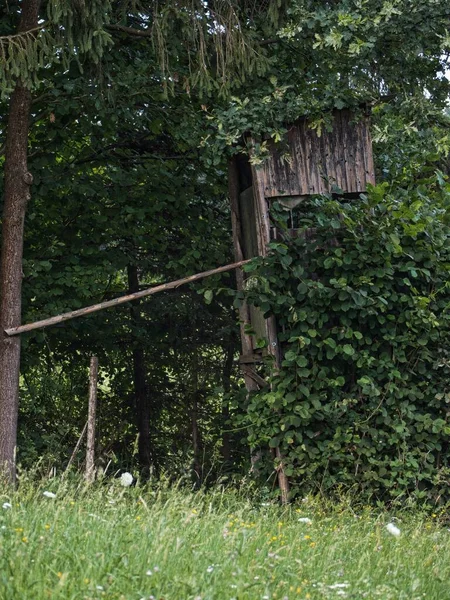 Vertikální Záběr Dům Stromě Lese — Stock fotografie