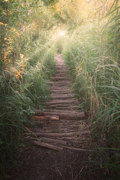 Plan Vertical Sentier Fait Par Des Troncs Arbres Entourés Végétation — Photo