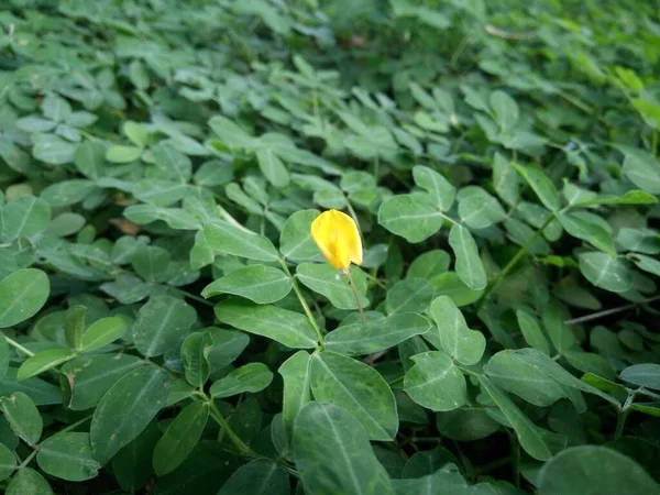 Pinto peanut or Arachis pintoi with green leaves and yellow flower as garden decoration