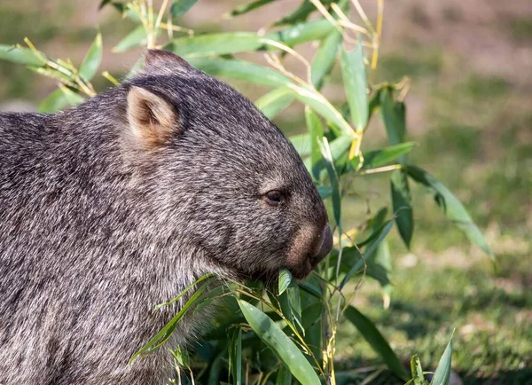 Een Close Van Een Wombat Voeden Van Groene Planten — Stockfoto