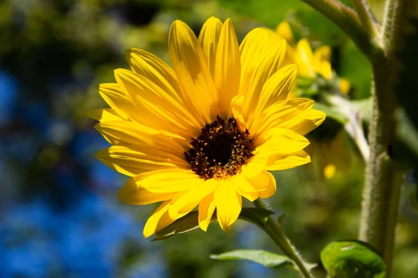 Flores Girasol Amarillo Planta Primavera — Foto de Stock