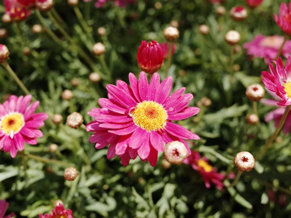 Close Flores Rosa Pyrethrum Florescendo Isolado Fundo Natureza Verde — Fotografia de Stock
