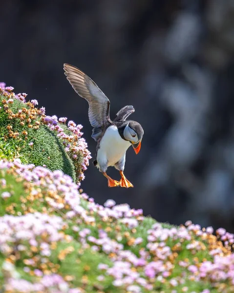 一只大西洋海雀降落在草地上的垂直近景 — 图库照片