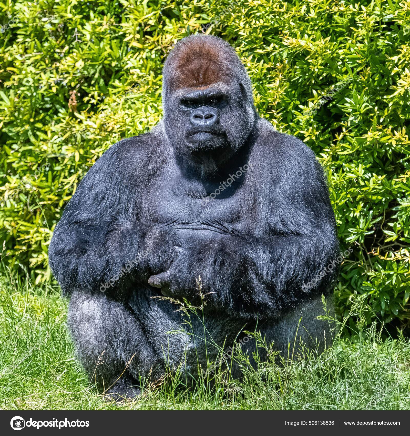 Foto Macaco branco e preto na grama verde durante o dia – Imagem