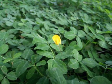 Yeşil yapraklı Pinto fıstığı ya da Arachis pintoi ve bahçe süsü olarak sarı çiçek.