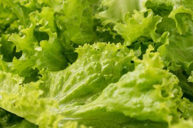 Yakın plan taze yeşil salata yaprakları.