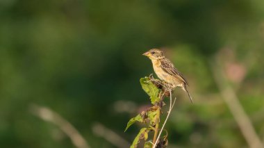 Bir çok dokumacı, bulanık bir arka planda gün ışığında bir ağaç dalına tünemiş.