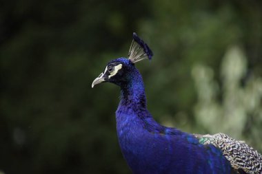 Bulanık arka planda bir Hint Peafowl 'unun yakın plan fotoğrafı.
