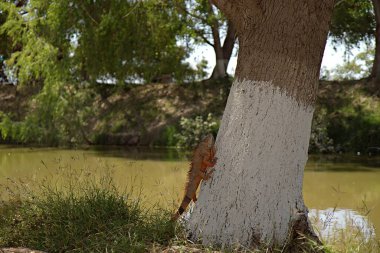 Bir iguananın nehrin arka planındaki ağaca tırmanırken güzel bir görüntüsü.