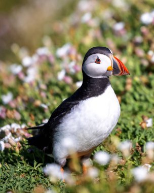 Güneşli bir günde çimlere tüneyen Atlantik martısının dikey yakın görüntüsü.