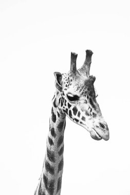 Zürafanın kafasının ve boynunun izole edilmiş beyaz arka planda gri tonda görüntüsü.