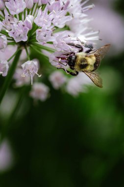 Yeşil arka planda izole edilmiş, çiçekten nektar yudumlayan arılara yakın çekim.